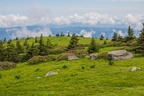 Pradera verde con árboles y piedras