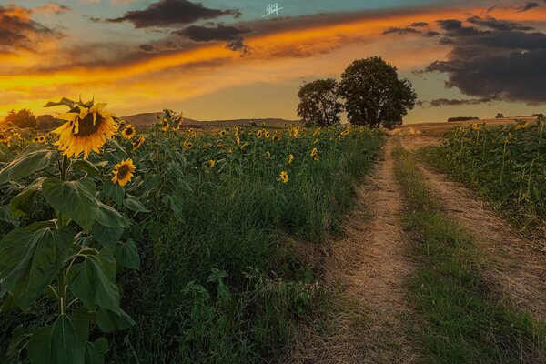 Sonnenblumenfeld mit Horizont bei Sonnenaufgang