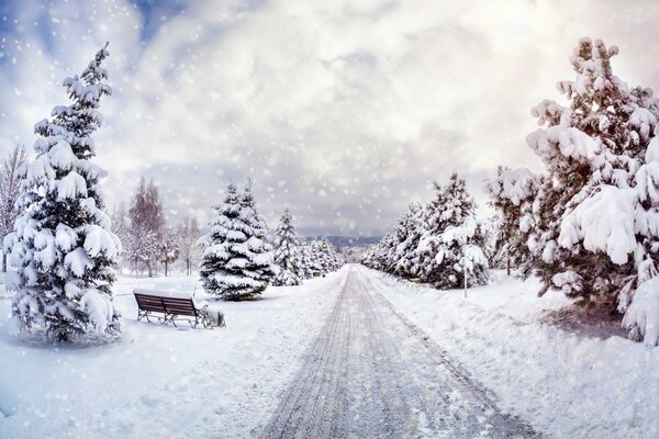 Abete innevato nel parco in nevicata