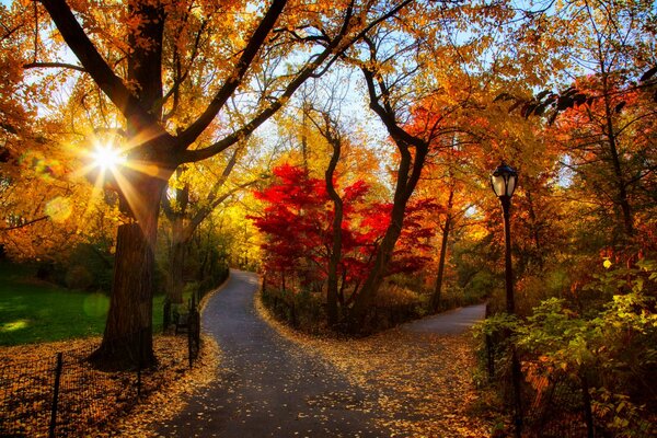 Bunter Sonnenuntergang im Herbstpark