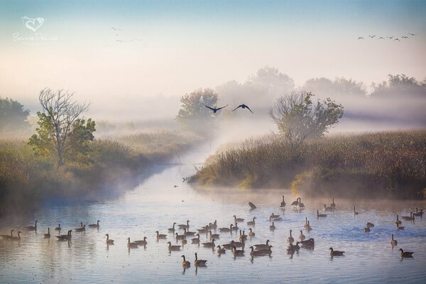 Mañana otoño en el río patos niebla