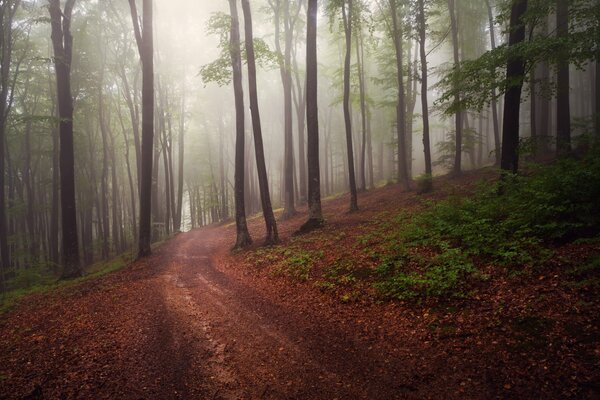 Route dans la forêt tôt le matin