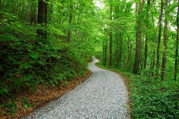 Schmale Straße im Wald