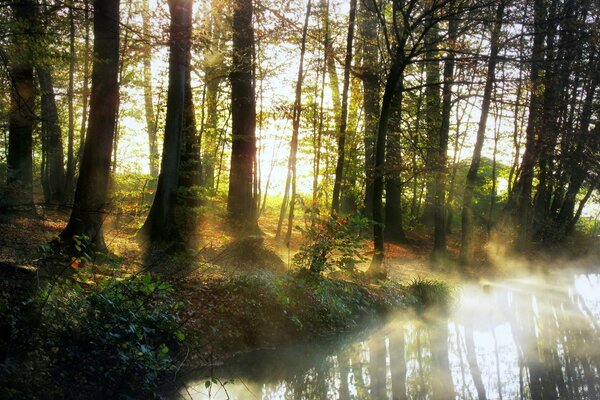 Morning in the misty forest