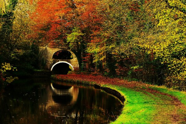 Autumn forest. Red leaves