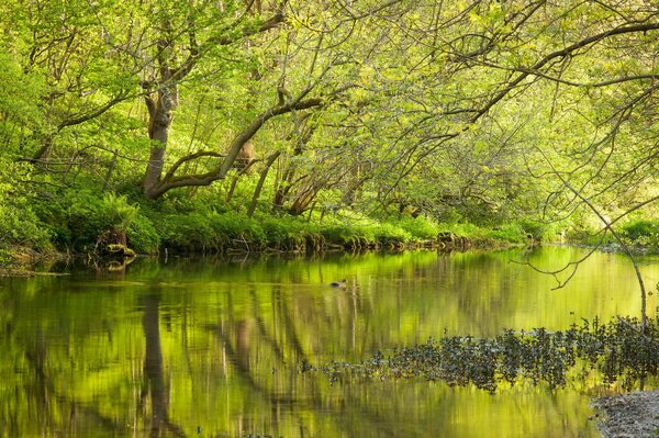 Foto del bosque con el lago en primavera