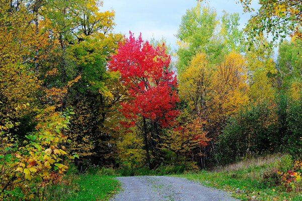 Strada autunnale per passeggiate piacevoli