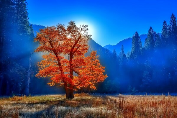 Arbre orange sur fond de forêt bleue et montagnes