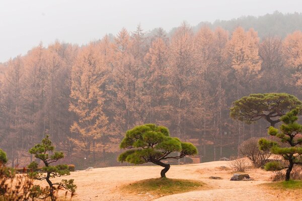 Pins japonais d automne dans le brouillard