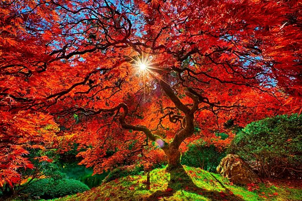 A beautiful tree with ruby leaves