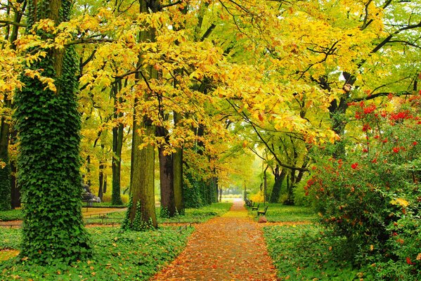 Eine Gasse im Park, die mit gelben und grünen Blättern bedeckt ist