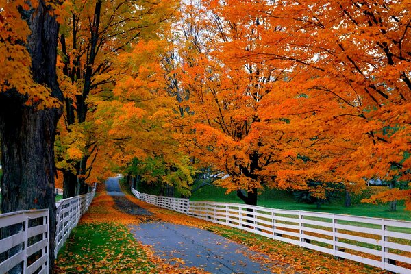 La strada lungo l incredibile bellezza autunnale