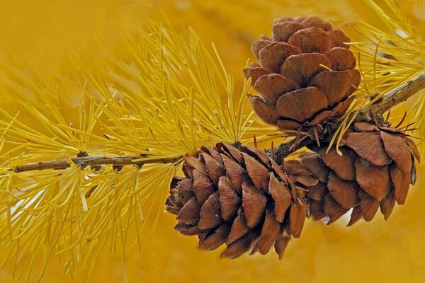 Conos marrones en alerce amarillo