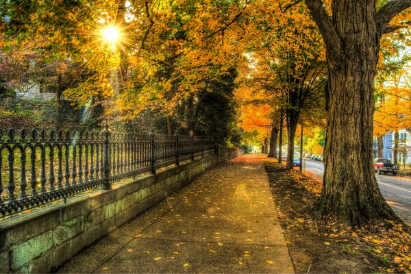 Rays of the sun and autumn park