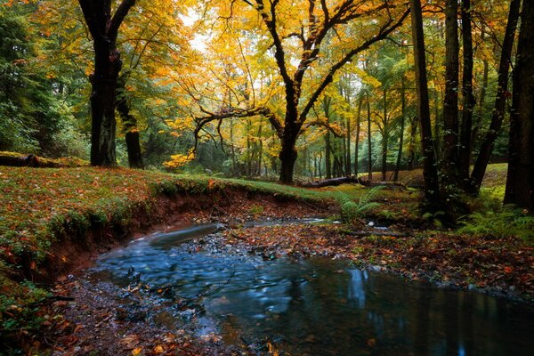 Der Wald ist ein Fluss. Natur und Herbst