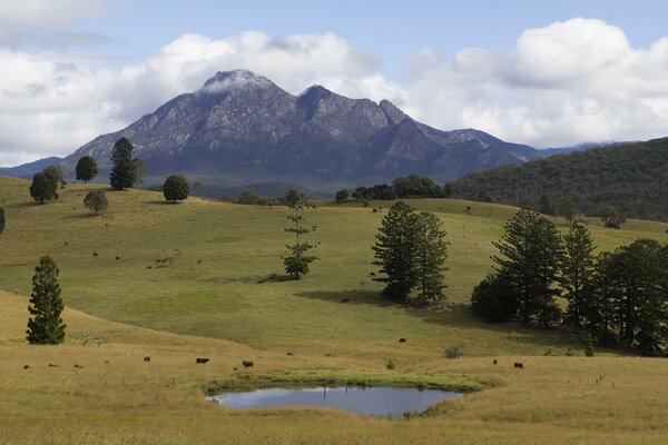 Mountain meadows with trees and a lake