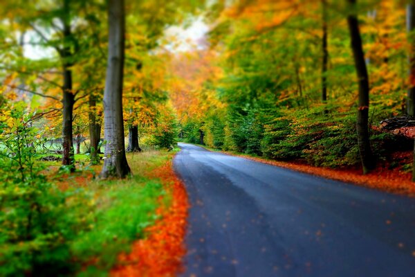 Straße durch den Herbstwald, Landschaft