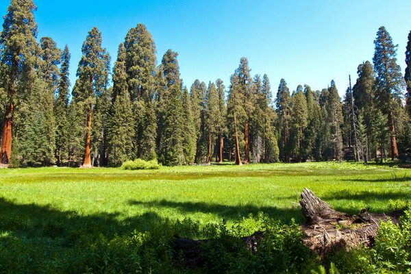 Sequoia maestosa in un parco della California