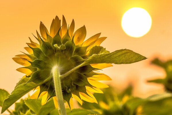 Sonnenblume schaut in die Sonne