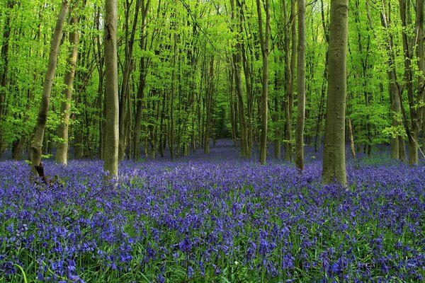 Vicolo della foresta di campane e alberi