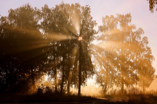 Branches of trees through which the sun s rays break through