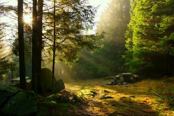 Picknick bei Sonnenuntergang im Nadelwald