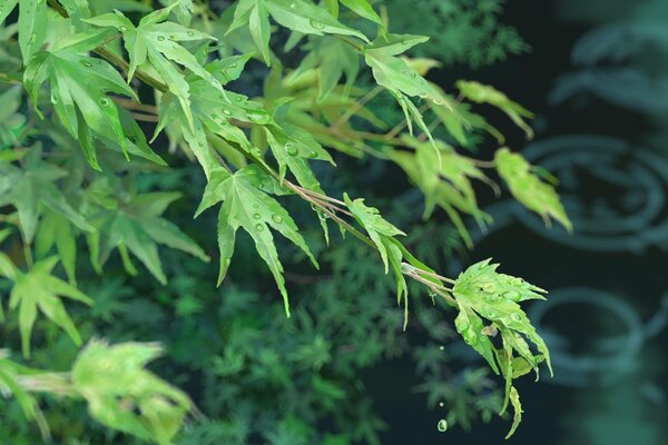 Rosée sur le feuillage près de l étang