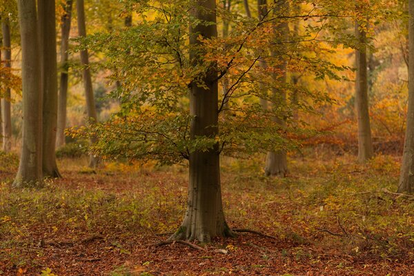 Einsam stehendes Geröll im Herbstwald