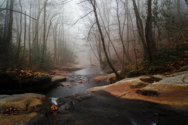 Abendnebel erstreckt sich entlang eines Baches im Herbstwald