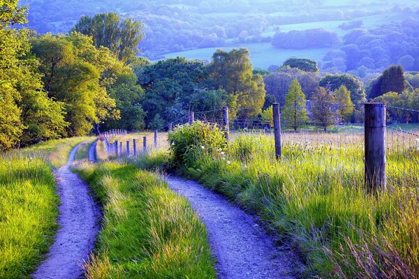 Paesaggio rustico, erba verde, strada, boschetto