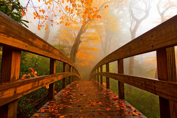 Holzbrücke in der herbstlichen Natur