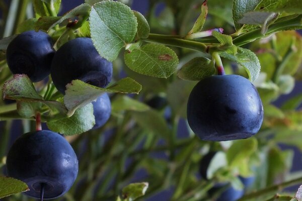 Um viele Blaubeeren zu sammeln, benötigen Sie einen Grubber