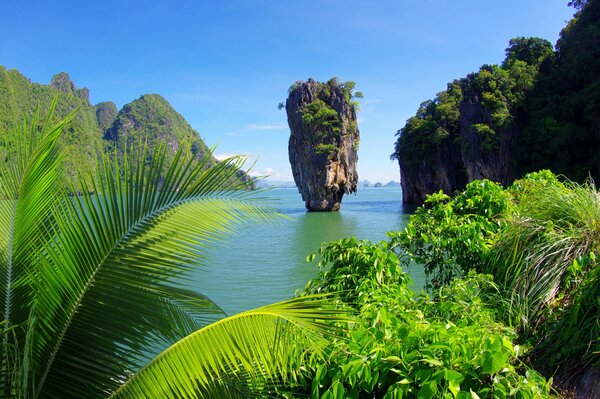 Arbres tropicaux sur la côte de la mer