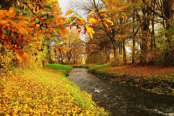 A river in an autumn forest strewn with foliage