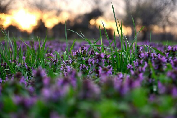 Erba e fiori che sbocciano in primavera