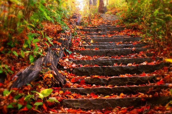 Treppe mit Blättern im Herbstwald