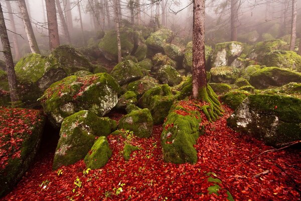 Pierres recouvertes de mousse, feuilles rouges sur le sol