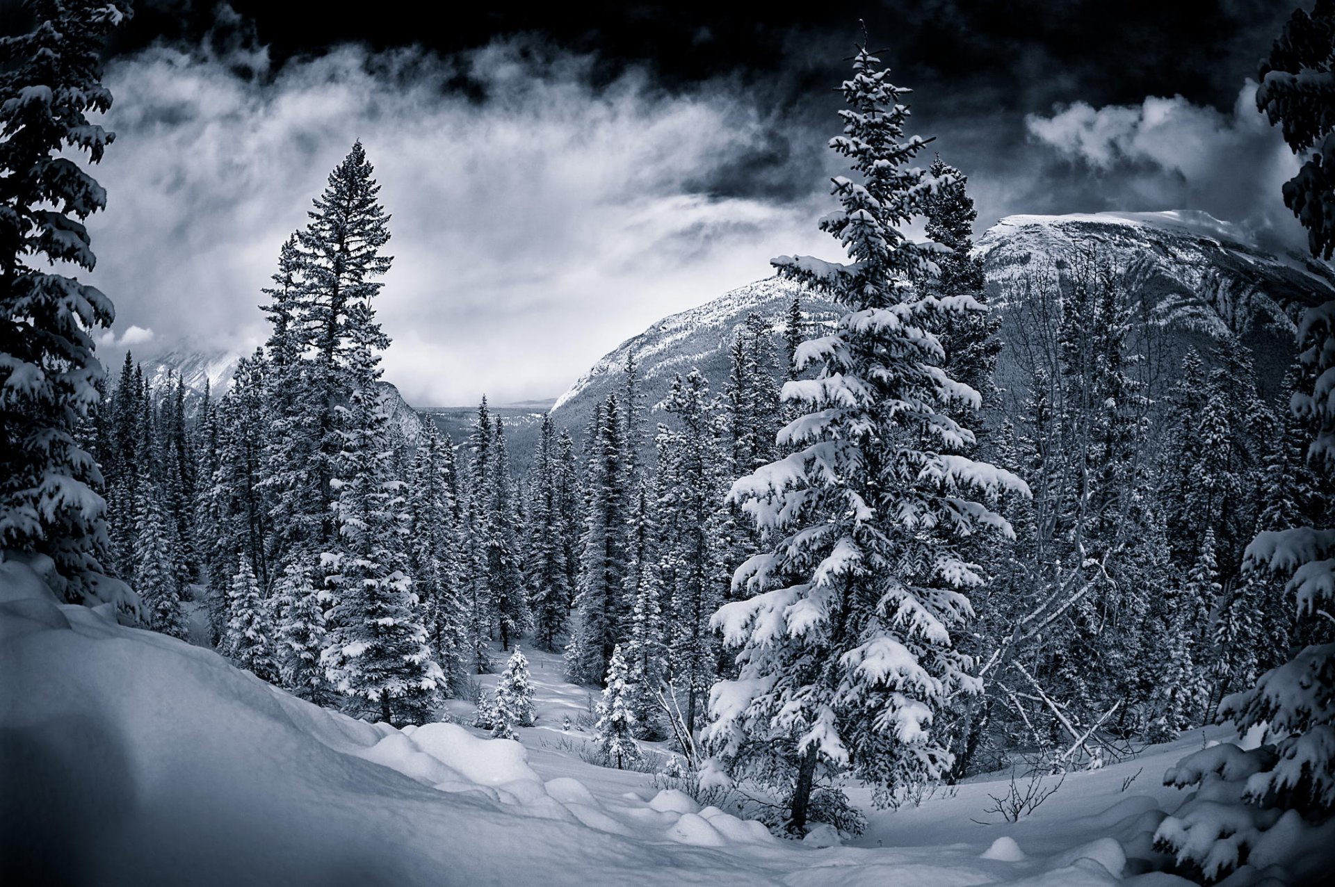 canada inverno.alberi bw