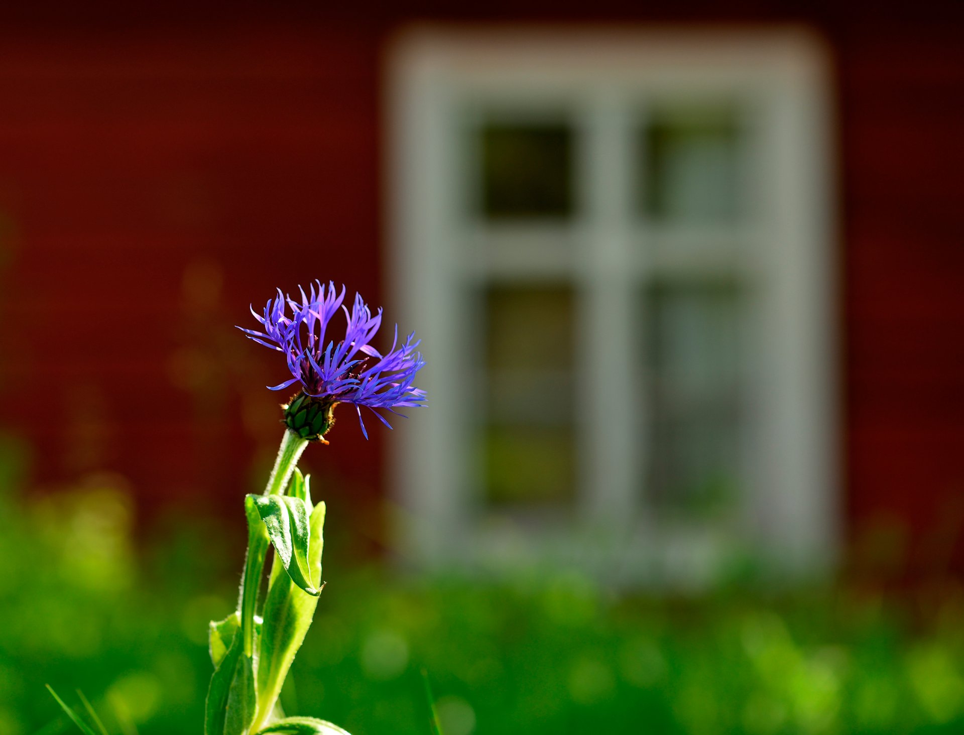 fleur bleuet gros plan