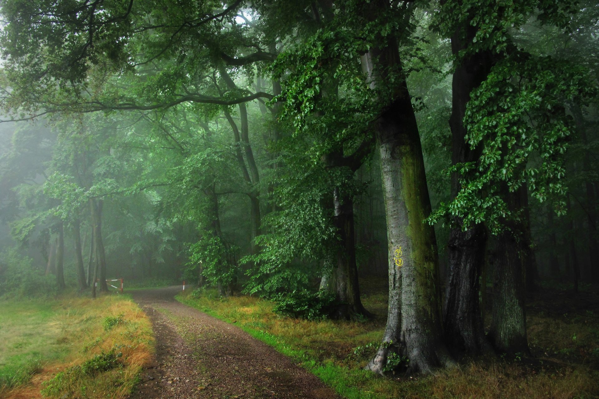 deutschland odenwald wald straße nebel regen sommer