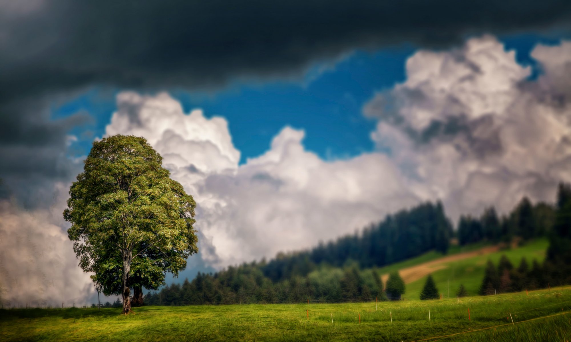 arbre ciel nuages nuages traitement