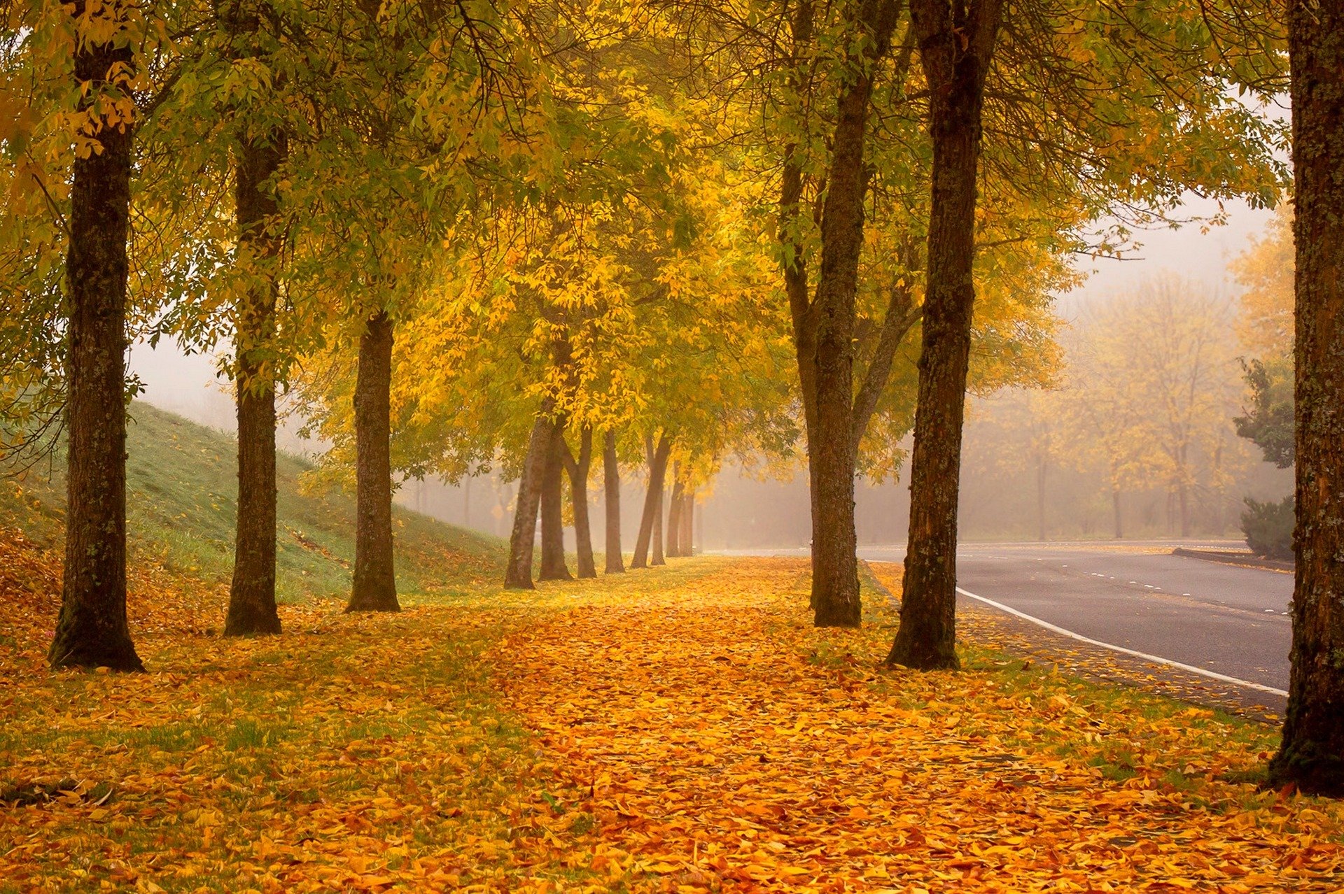 nature forest park trees leaves colorful road autumn fall colors walk