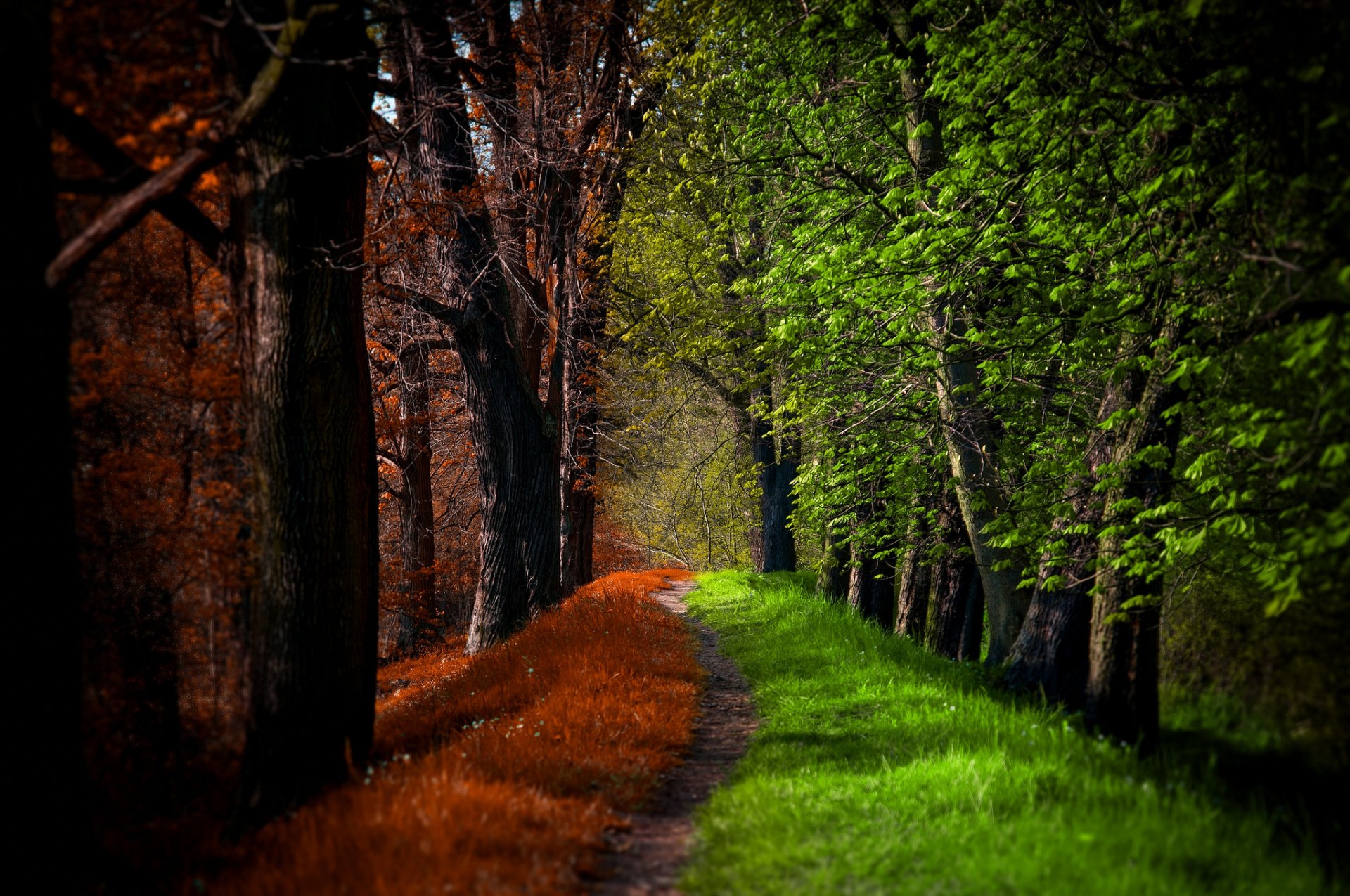 natura jesień upadek wiosna las park drzewa droga spacer liście wiosna