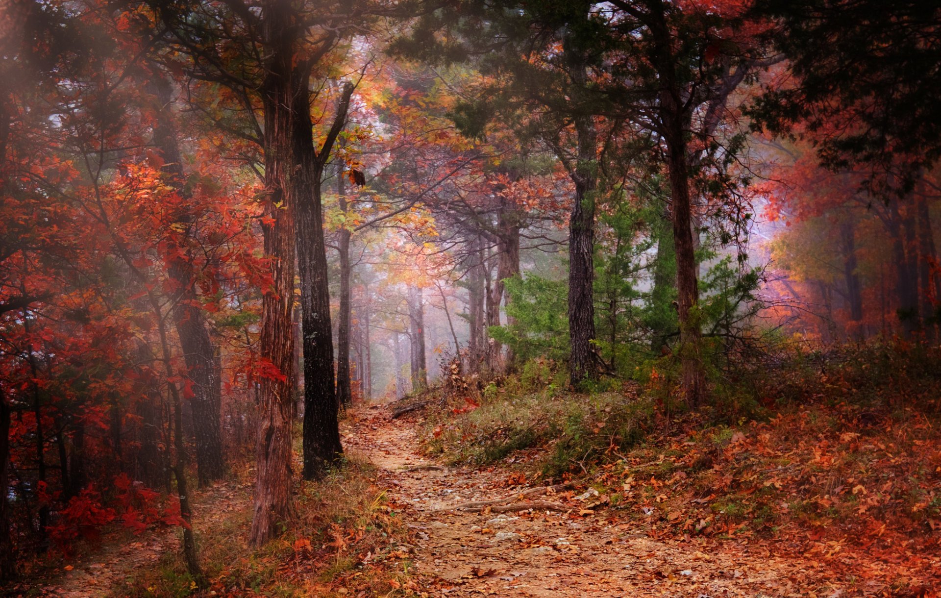 wald herbst bäume laub nebel fußweg natur farbe