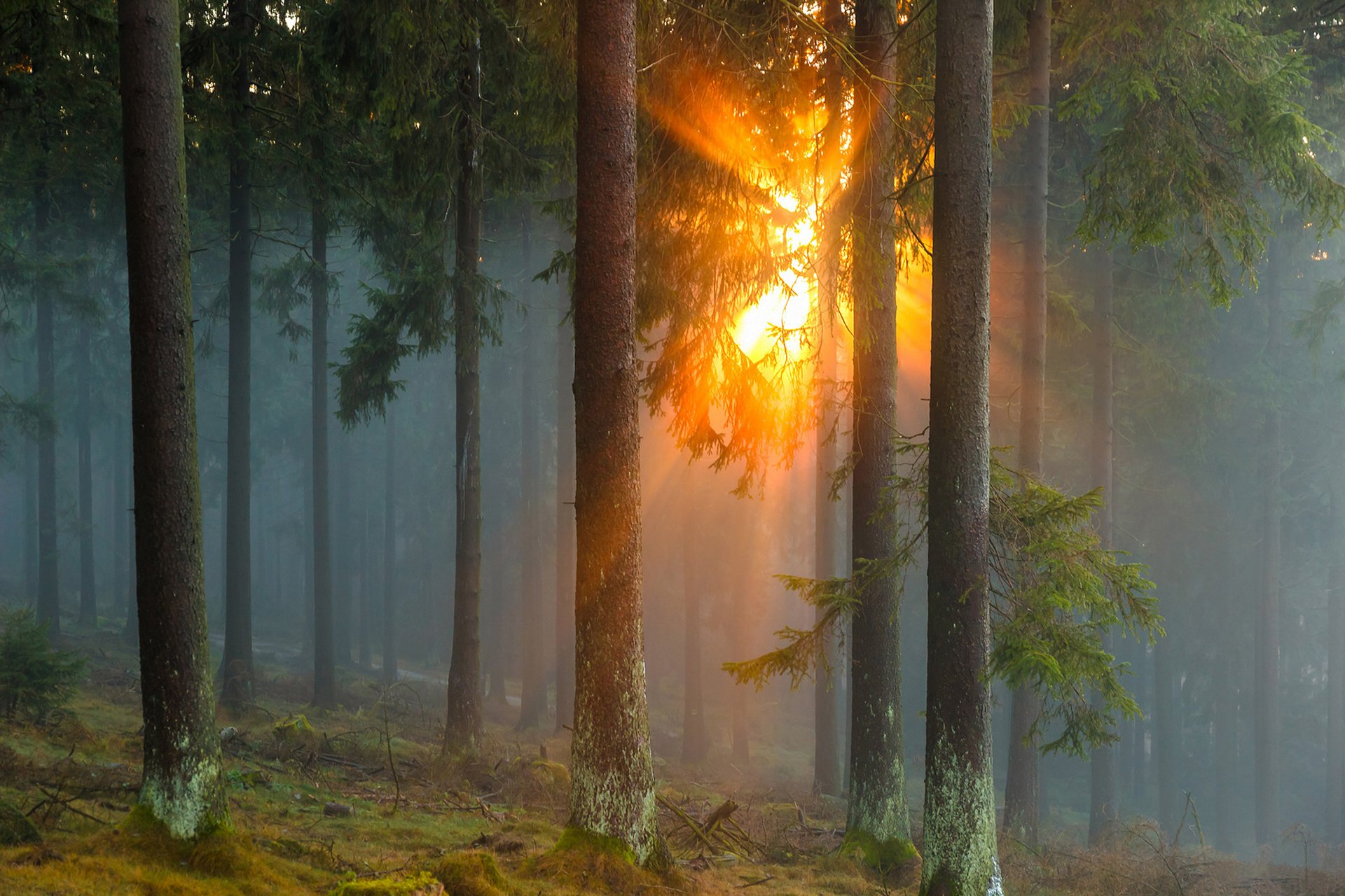 alemania bosque árboles coníferas niebla sol rayos naturaleza