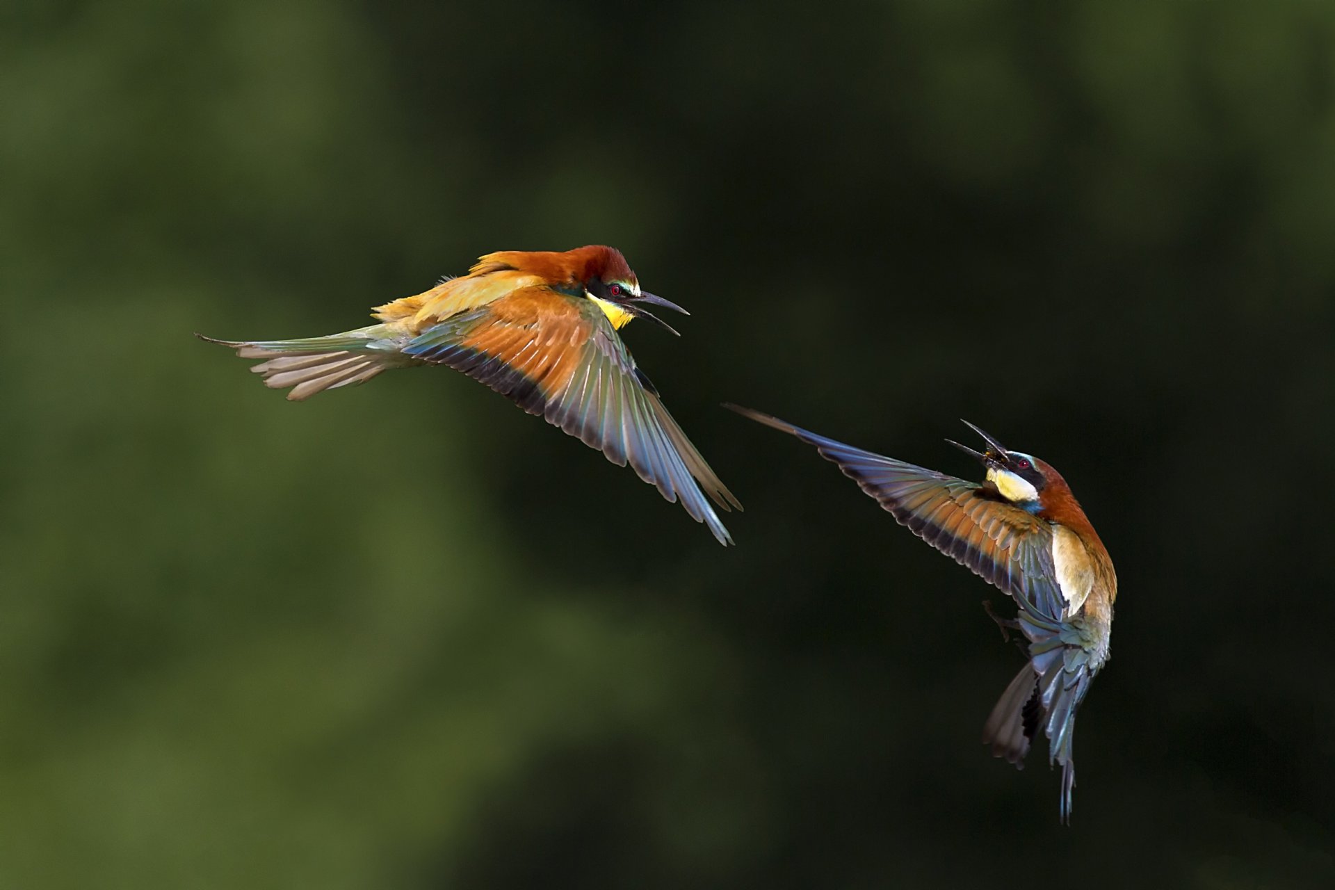 aves bokeh