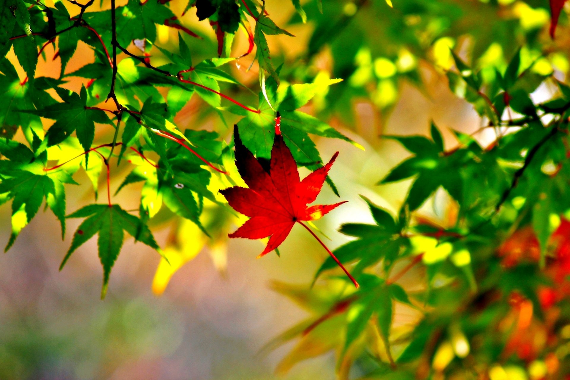 leaves maple close up autumn