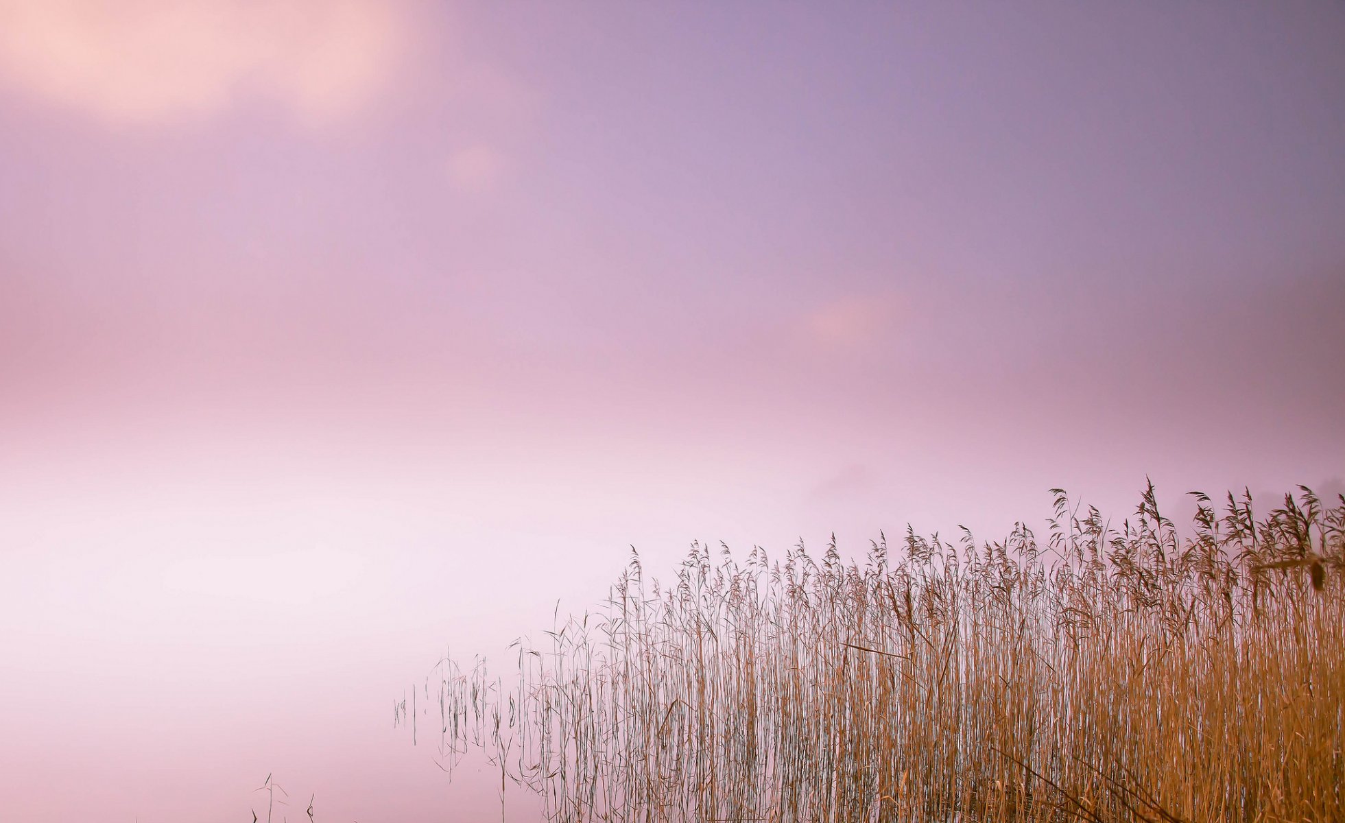 lac roseau brouillard matin