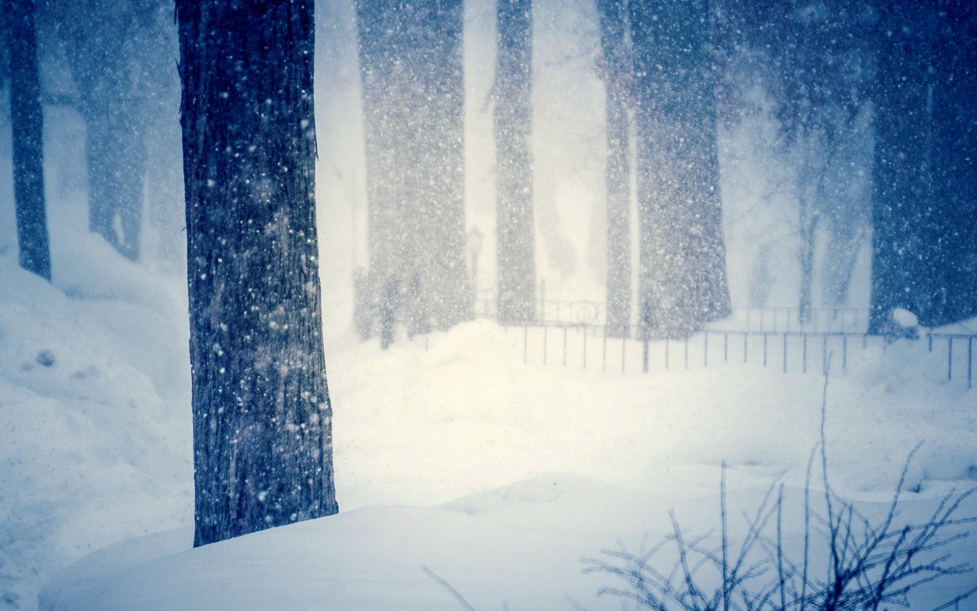 natur baum bäume winter schnee schneeflocken kälte unschärfe drifts winter hintergrund tapete widescreen vollbild widescreen widescreen