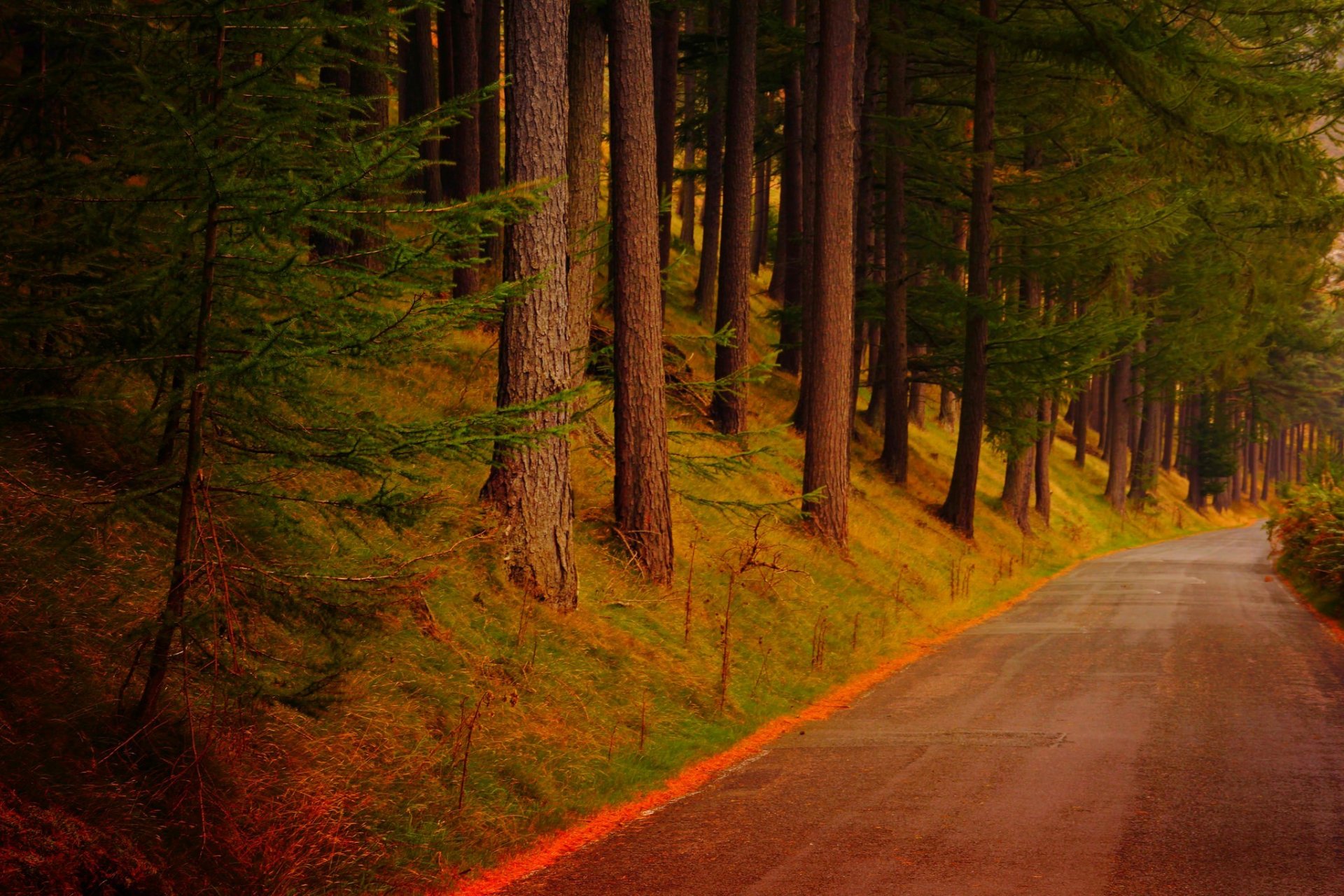 natura foresta parco alberi foglie colorato strada autunno caduta colori passeggiata